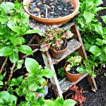 birdbath_unusual_ladder