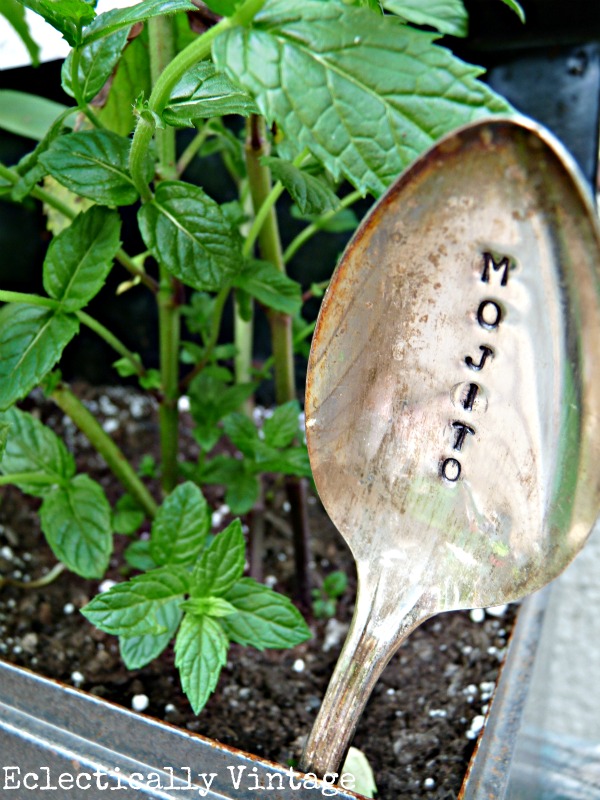 How Do Your Pesto & Mojitos Grow?