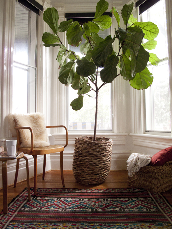 A Fiddle Leaf Fig Tree (and My Pet Dust Bunnies)
