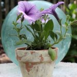 How to Age Terra Cotta Pots kellyelko.com