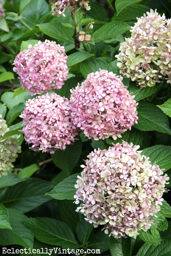 When to prune hydrangeas kellyelko.com