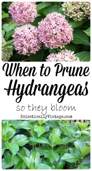 When to Prune Hydrangeas - everything you need to know to get spectacular blooms! kellyelko.com #hydrangea #hydrangeas #perennials #gardening #gardener #tipsandtricks 