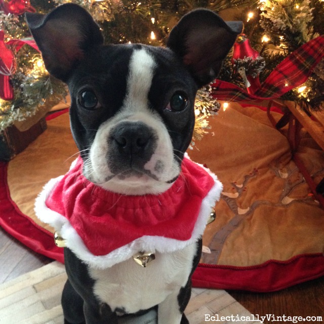 Dogs in Sweaters! Love this jingle bell collar on this adorable Boston Terrier puppy kellyelko.com #petclothes #dogclothes #dogsweater #bostonterrier #kellyelko