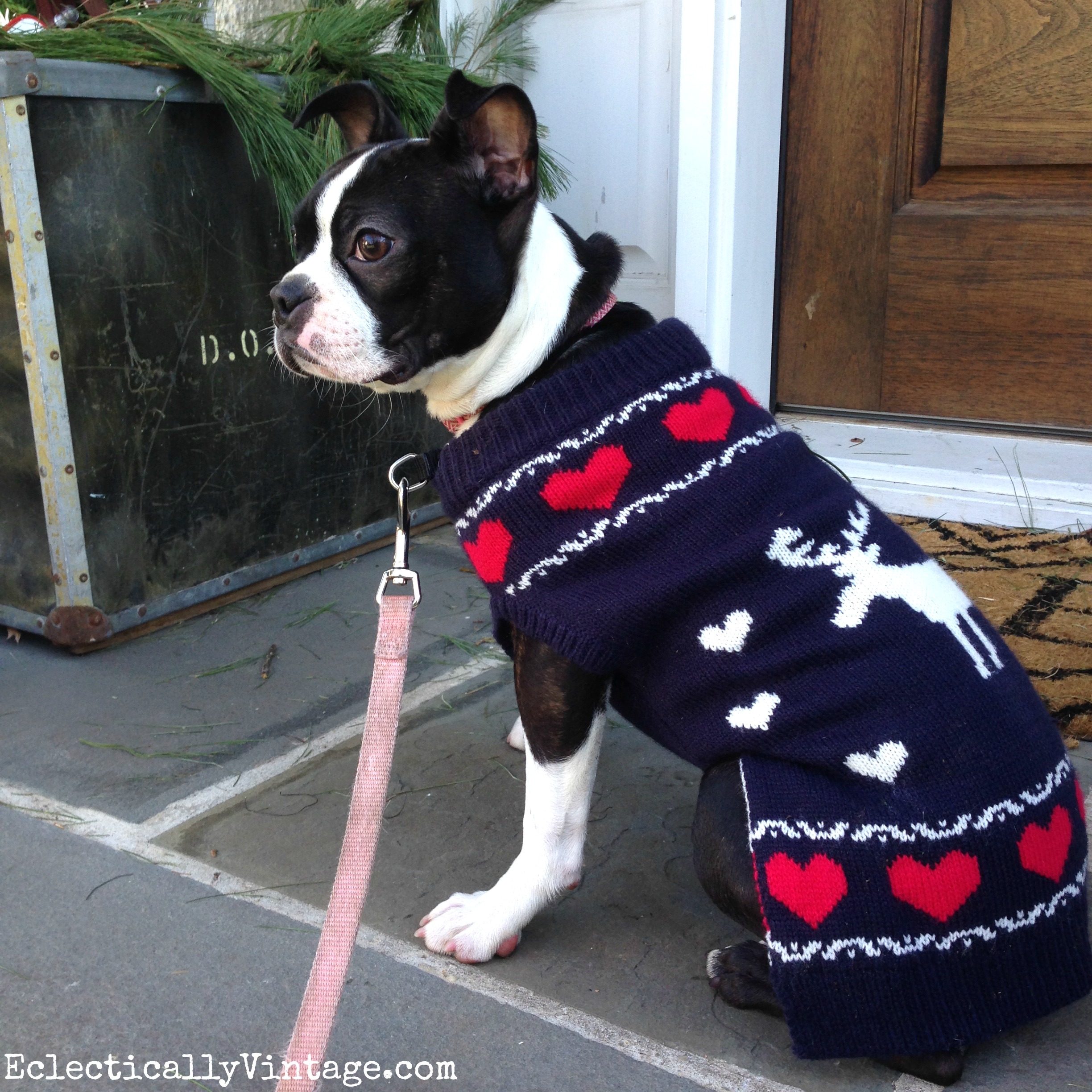 Dogs in Sweaters! Love this sweater on this Boston Terrier kellyelko.com #petclothes #dogclothes #dogsweater #bostonterrier #kellyelko