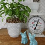 Tips on Dressing Up Supermarket Plants kellyelko.com