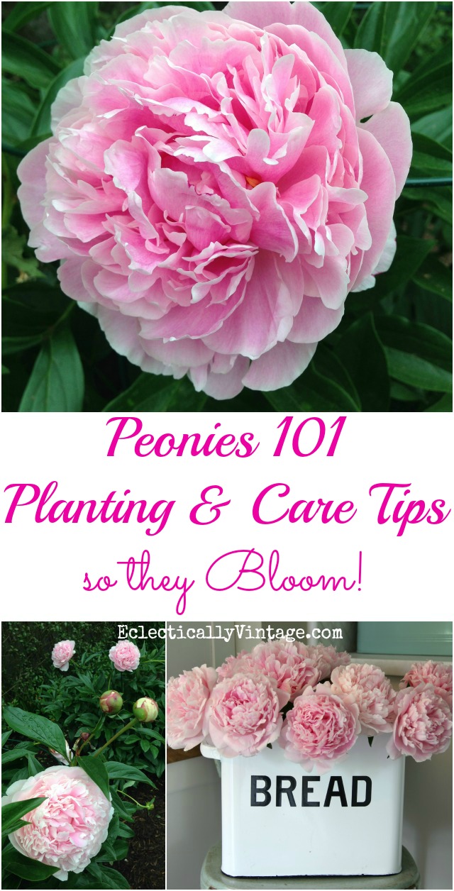 Peonies - Planting and Care Tips so they Bloom! kellyelko.com