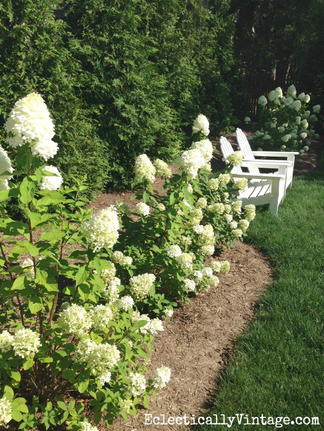 My Favorite Sun Loving Hydrangeas