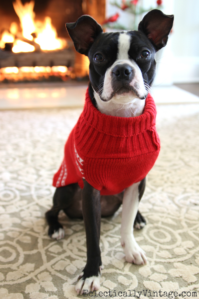 Dogs in Sweaters! Love this red sweater on this Boston Terrier kellyelko.com #petclothes #dogclothes #dogsweater #bostonterrier #kellyelko