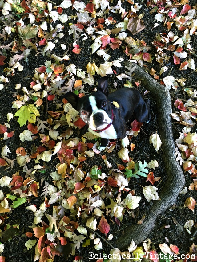 Boston Terrier in the fall leaves kellyelko.com