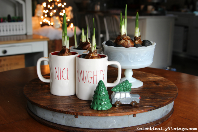 Forcing Bulbs – Winter Centerpiece