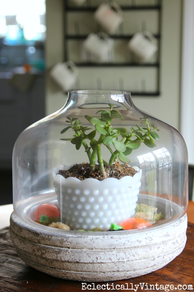 Simple terrarium - a potted plant surrounded by moss kellyelko.com #terrarium #springdecor #springcrafts #plants #houseplants #plantlady #kellyelko