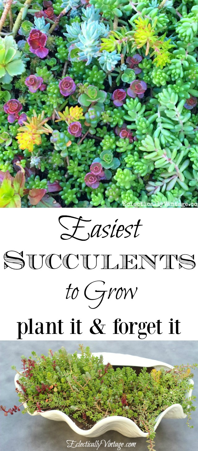 Easiest succulents to grow kellyelko.com