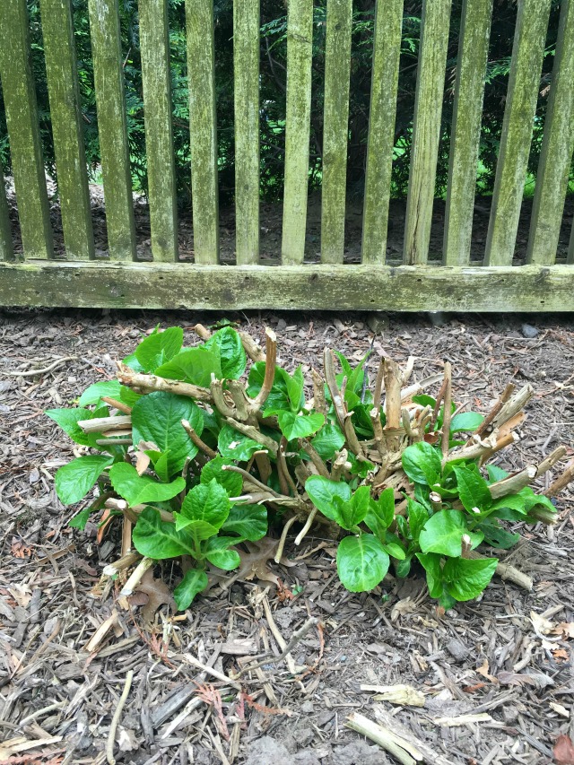 Care for dead hydrangea branches - there is hope after all! kellyelko.com #gardening #gardeningtips #gardens #perennials #kellyelko