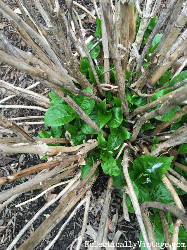 Winter kill hydrangea care tips - there is hope for them! kellyelko.com #gardening #gardeningtips #gardens #perennials #kellyelko