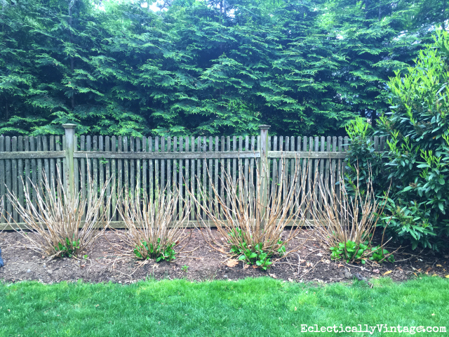 Image of Dormant hydrangea against a fence