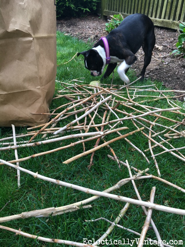 Boston Terrier with a pile of sticks! kellyelko.com #gardening #gardeningtips #gardens #perennials #kellyelko