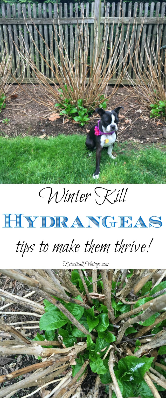 Winter Kill Hydrangeas Care - Understand why your hydrangeas are not blooming kellyelko.com #hydrangeas #perennials #hydrangea #gardening #gardener #gardeningtips #winterkill #kellyelko