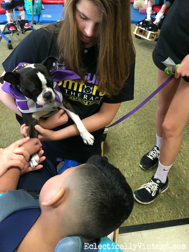 Sushi the Boston Terrier is a pet therapy dog kellyelko.com
