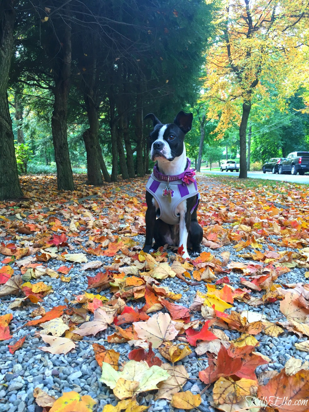 Boston Terrier on a walk through the fall leaves kellyelko.com #fall #fallfoliage #bostonterrier 