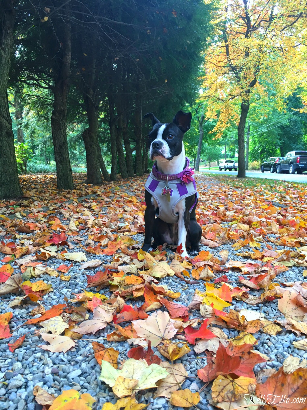 Cute Boston Terrier in the fall foliage kellyelko.com