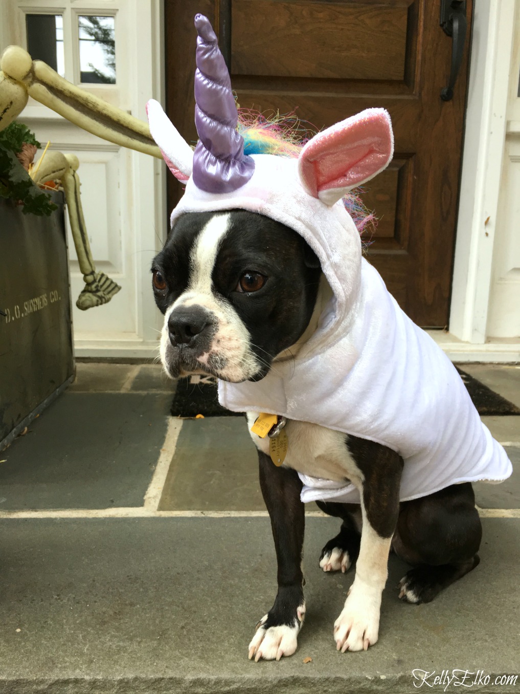 How adorable is this Boston Terrier in a unicorn costume! kellyelko.com #halloweencostume #dogcostume #halloweendog #unicorn