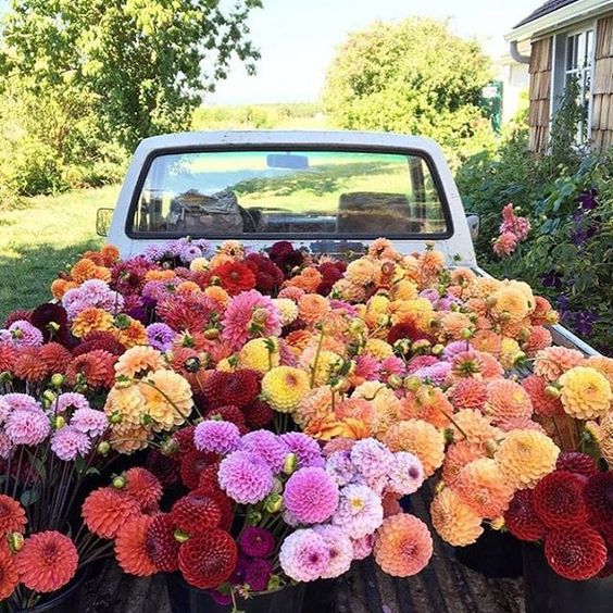 Floret Flower Farms truckload of dahlias kellyelko.com