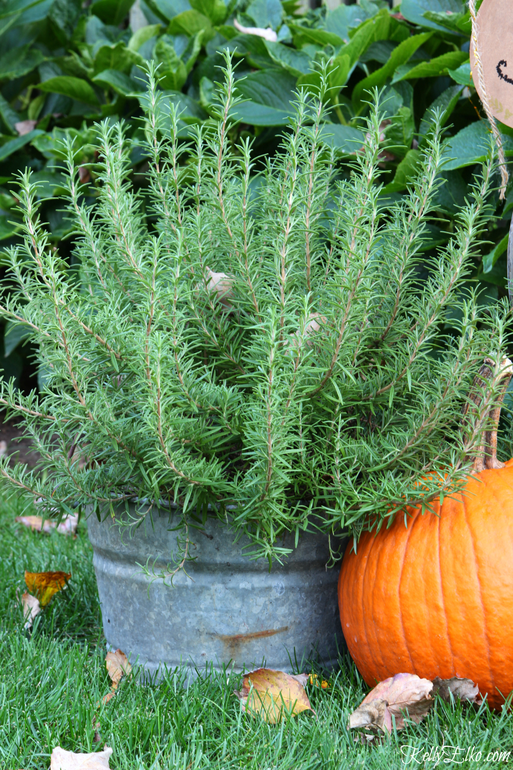 Galvanized bucket of rosemary kellyelko.com