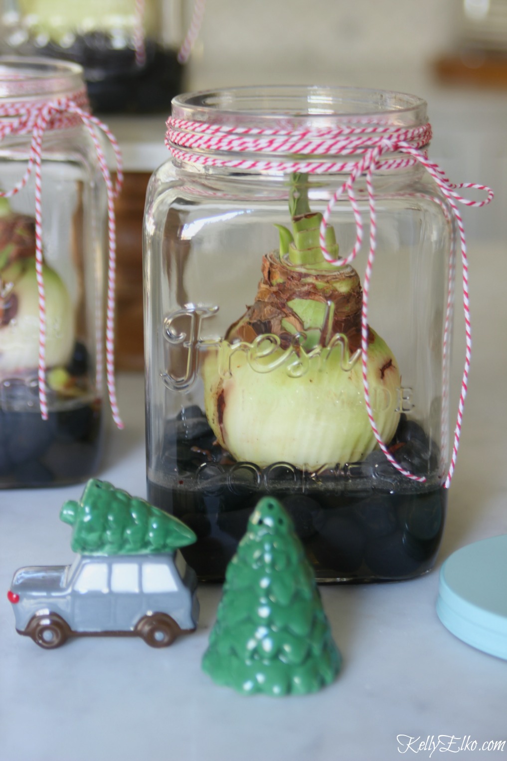 I love this Amaryllis bulb in a jar - make a fun Christmas gift kellyelko.com