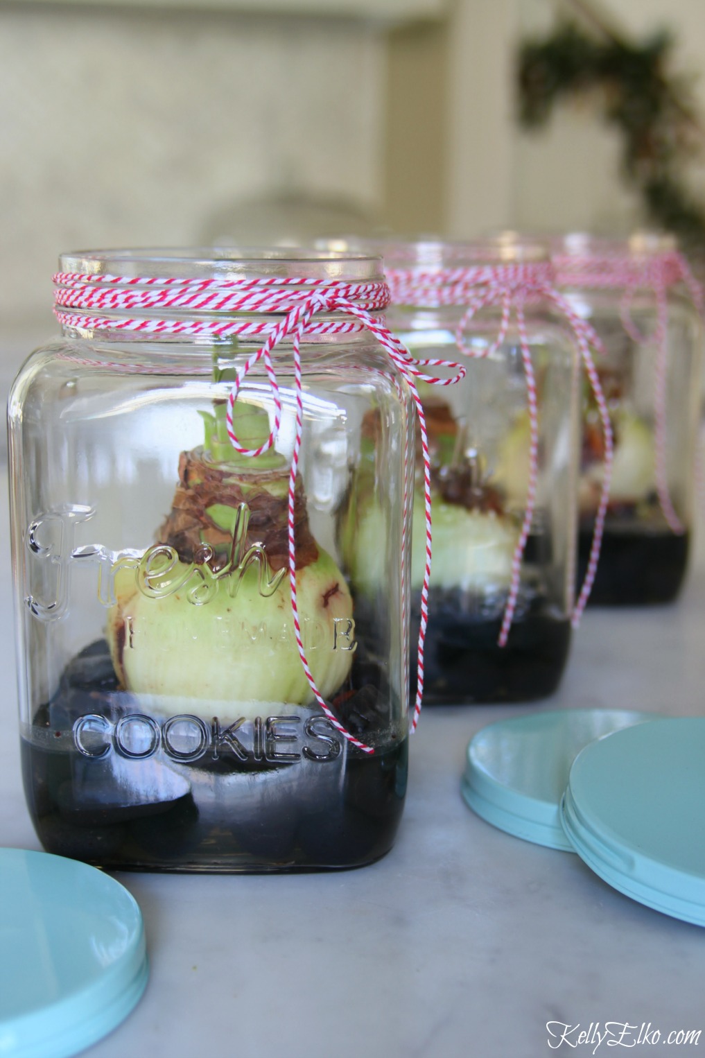 Love these Amaryllis jars grown in water - they make the perfect hostess gift for Christmas kellyelko.com