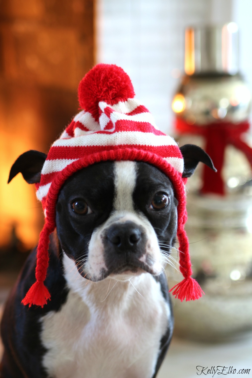 Sushi the Boston Terrier welcomes you to my cozy Christmas home tour kellyelko.com