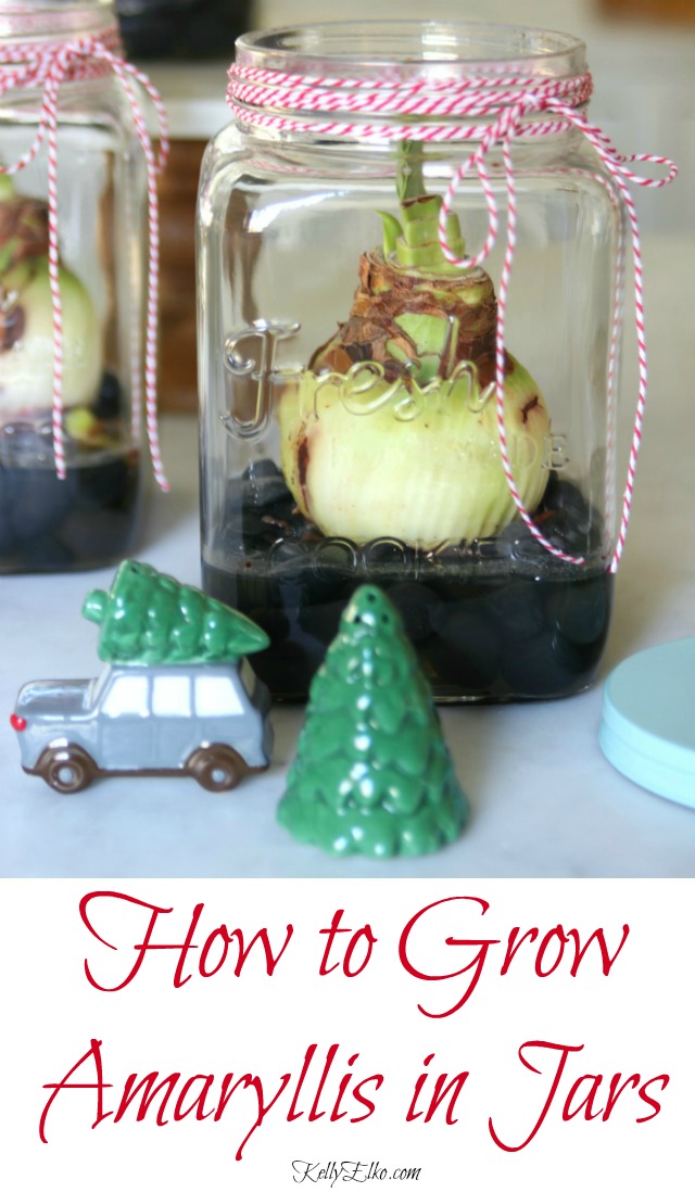 How to Grow Amaryllis Jars - these make the perfect DIY gift for Christmas! kellyelko.com #amaryllis #christmas #plants #giftideas #diygifts 