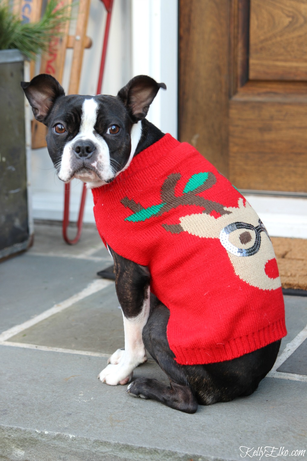 Dogs in Sweaters! Love this reindeer sweater on this Boston Terrier kellyelko.com #petclothes #dogclothes #dogsweater #bostonterrier #kellyelko