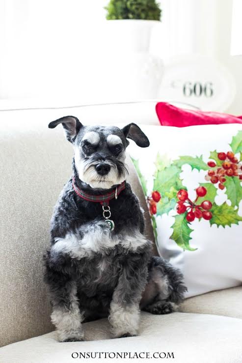 Blogger Christmas Pets and their Festive Homes