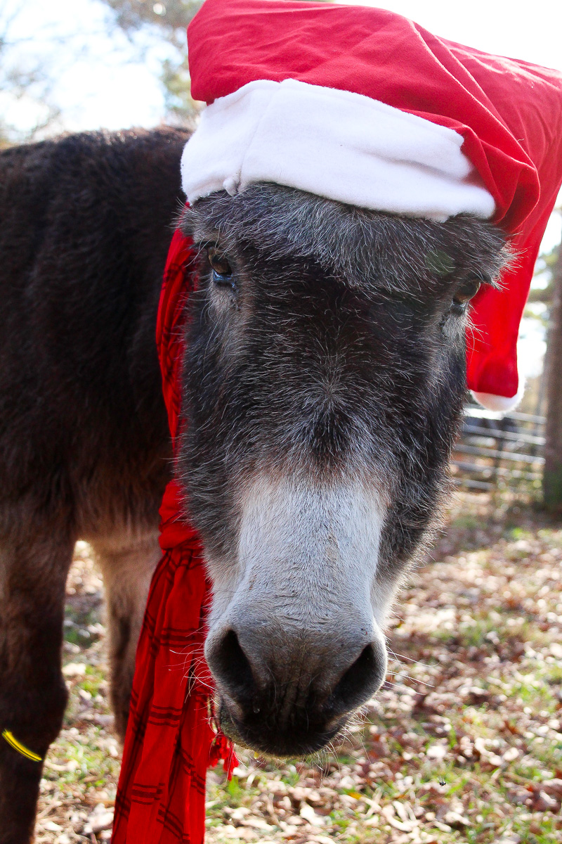 Blogger Christmas Pets and their Festive Homes