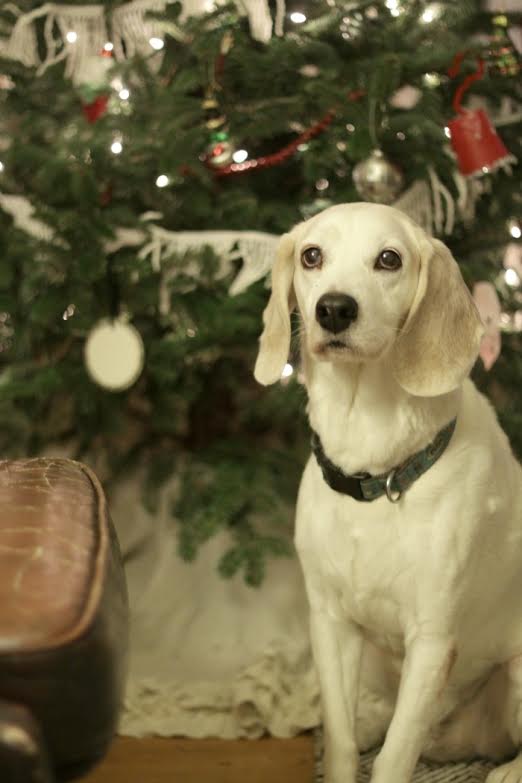 Blogger Christmas Pets and their Festive Homes