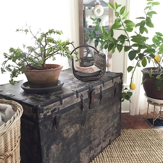 Antique trunk is perfect for displaying plants kellyelko.com