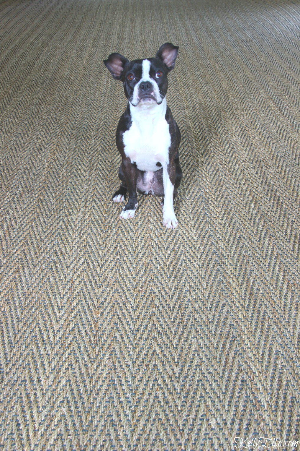 Boston Terrier on a seagrass rug - the perfect rug if you have pets! kellyelko.com