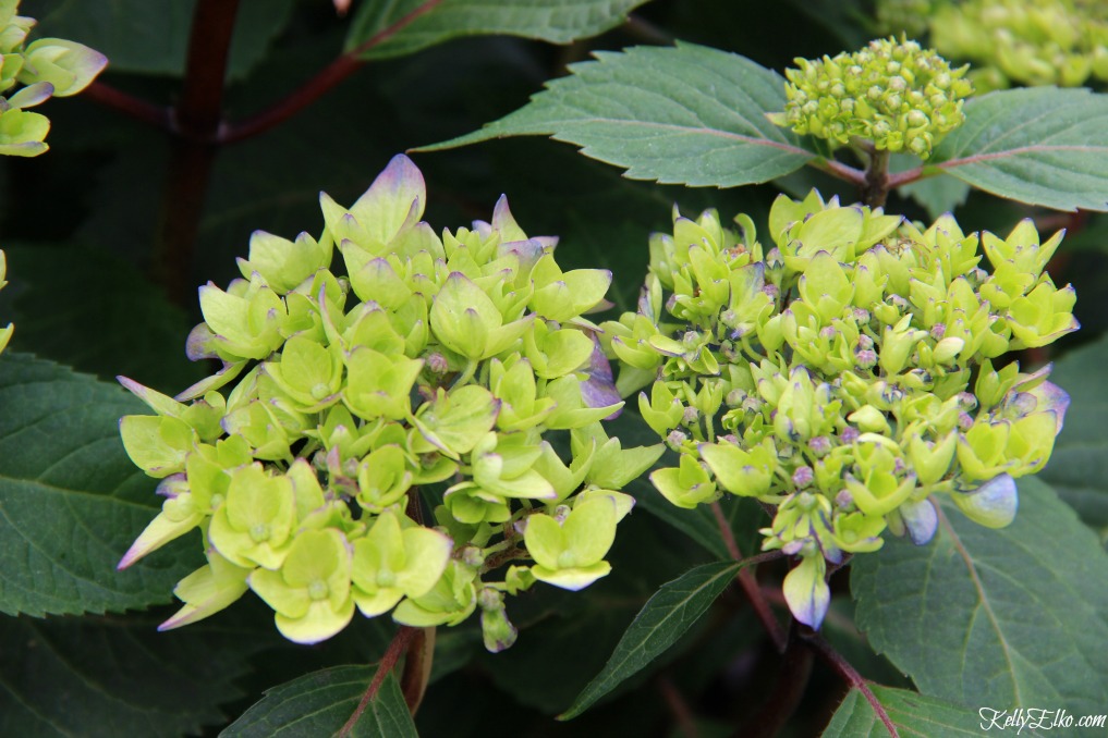 Endless Summer Hydrangea buds kellyelko.com