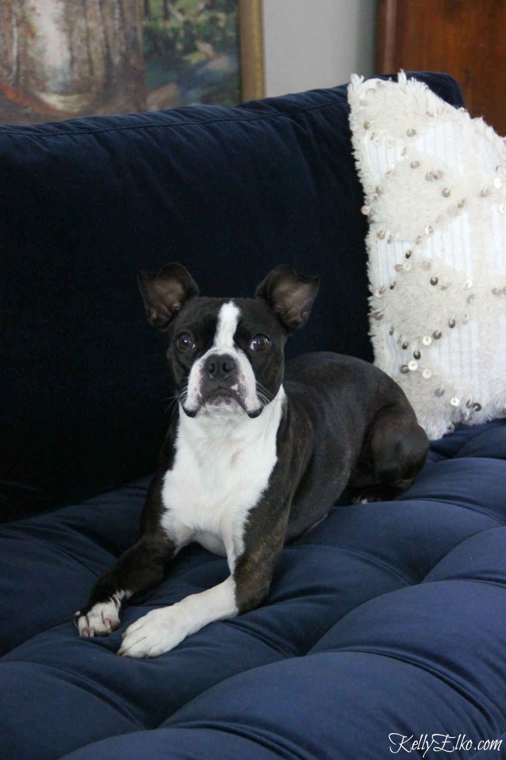 Boston Terrier on blue velvet sofa kellyelko.com