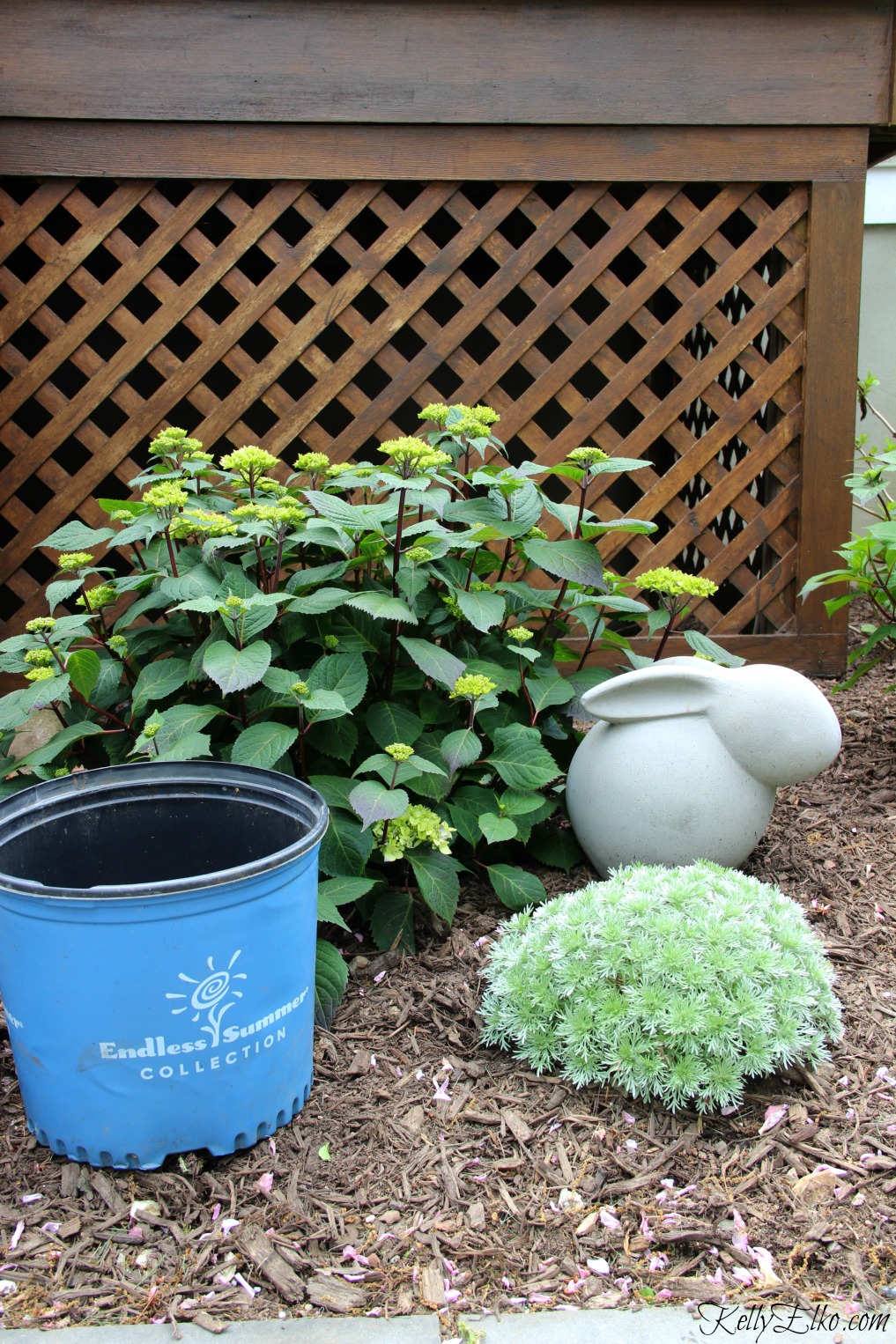 Endless Summer Hydrangeas - We love adding pops of dried hydrangeas to our  winter containers for a bit of fun texture and color. Have you been using  your hydrangea blooms in any