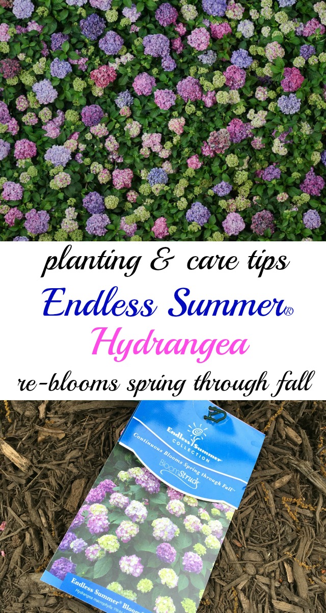 How to Plant Endless Summer Hydrangeas - this showstopper re-blooms spring through fall and it's a garden showstopper! kellyelko.com