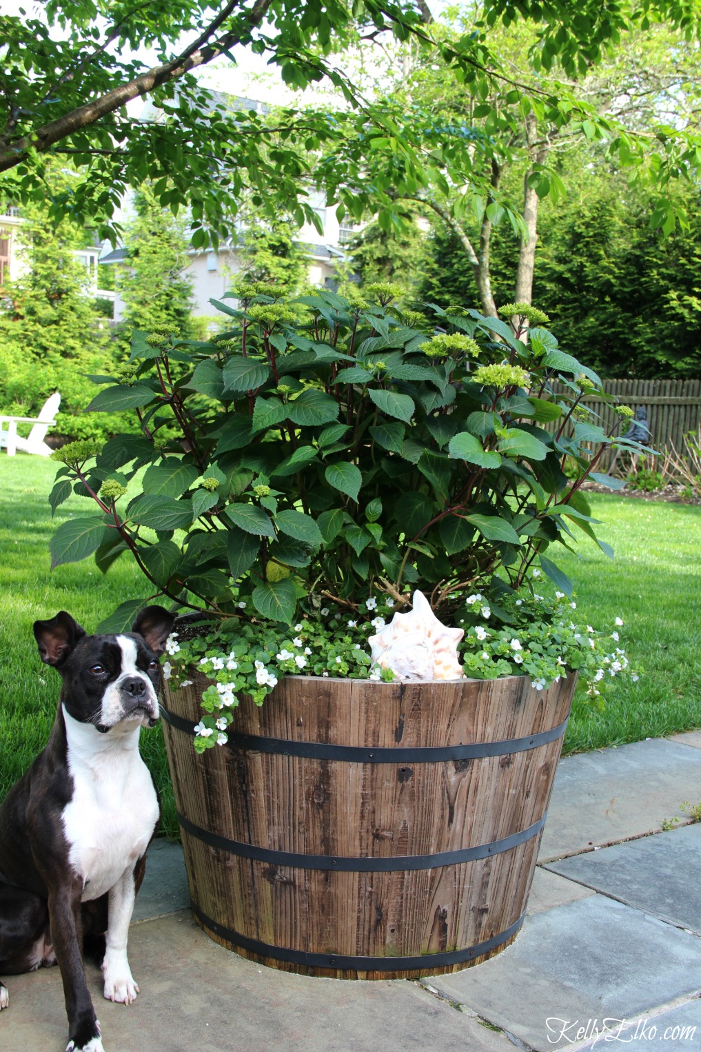 Endless Summer Hydrangeas are perfect for container gardening - add some trailing flowers for more interest kellyelko.com