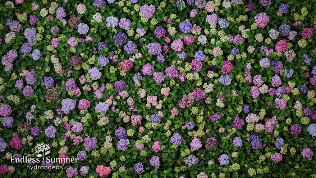Endless Summer Hydrangeas - blooms from spring through fall 
