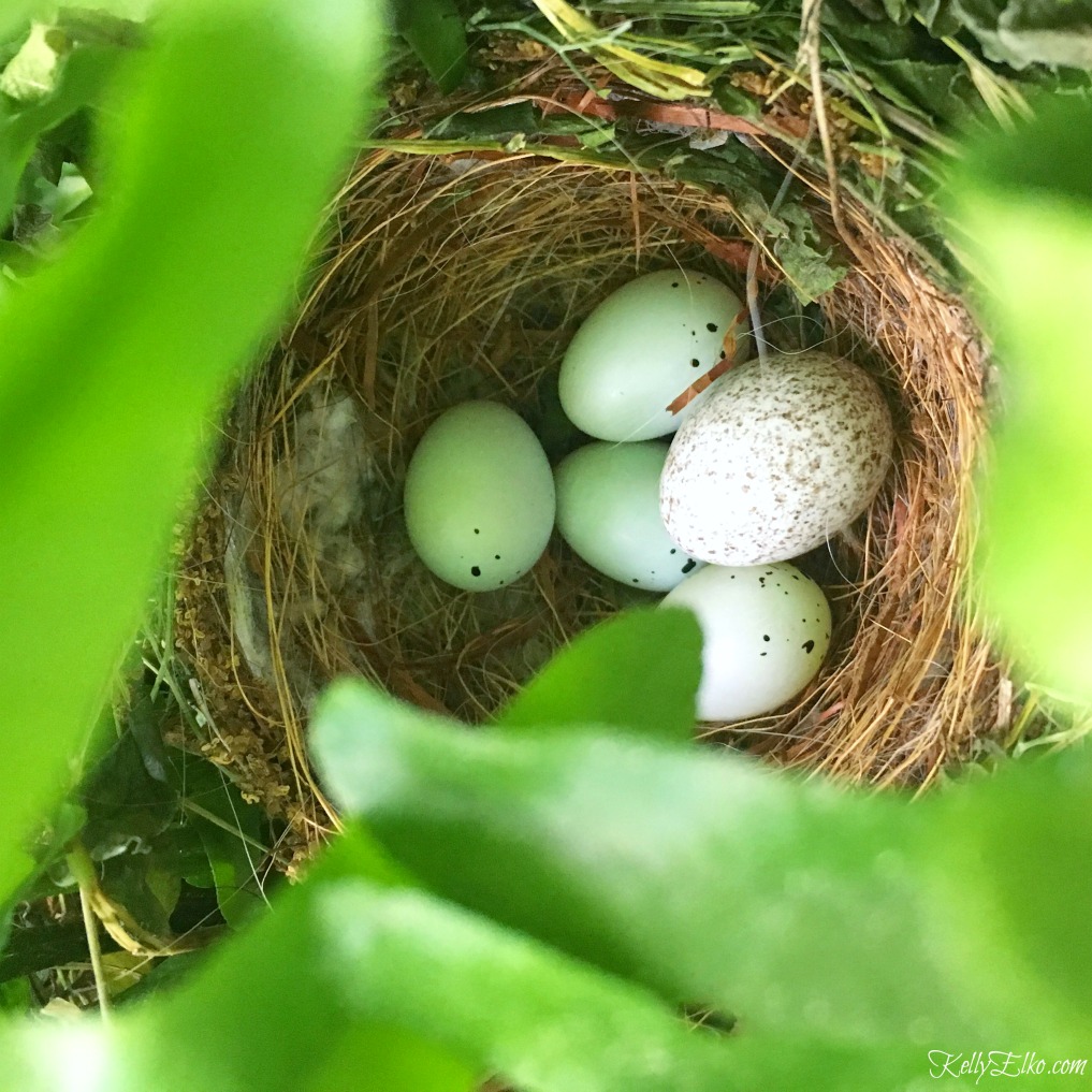 Cowbirds Invaded My Porch Nest!