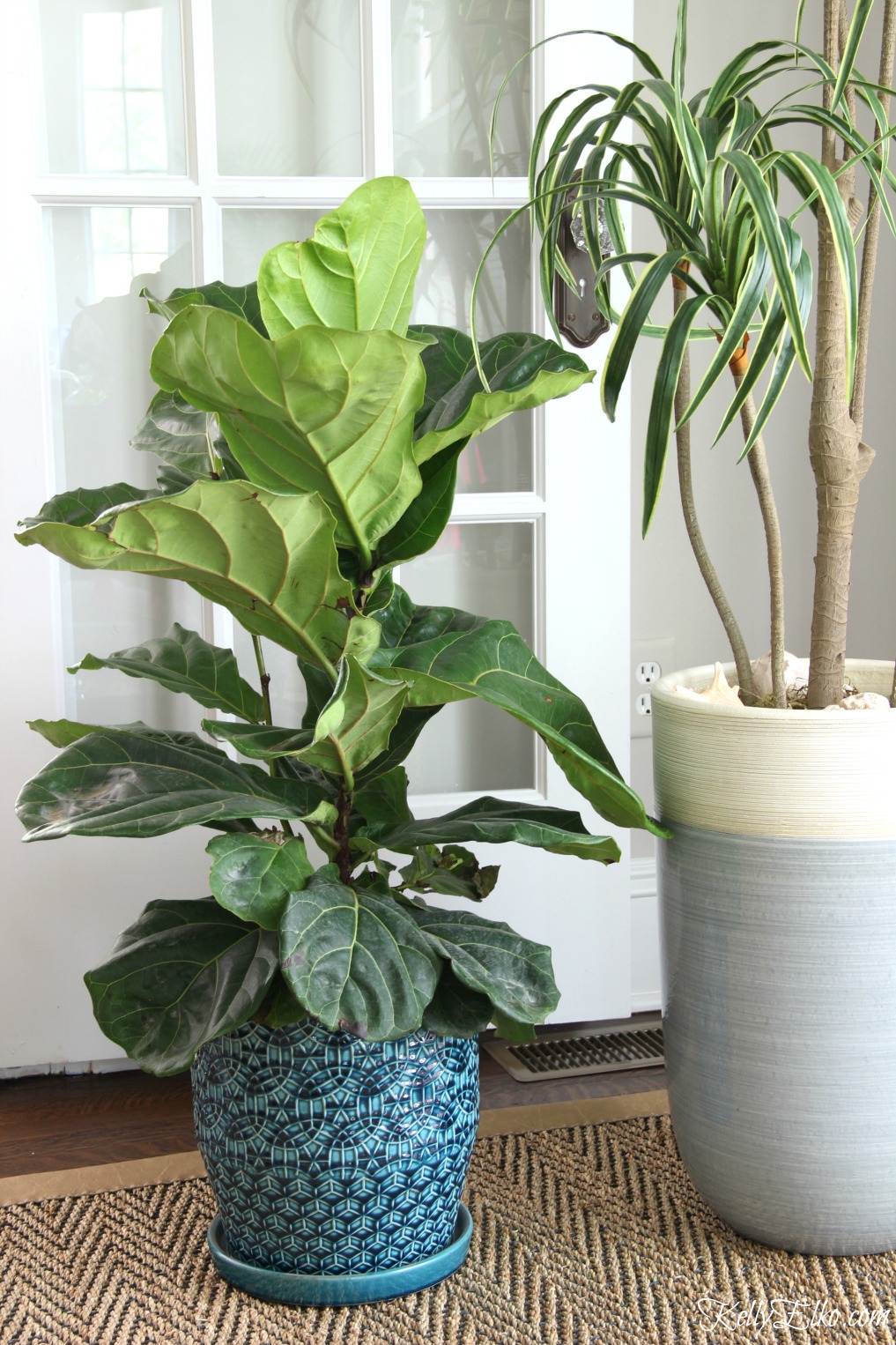 What the Fig? Fiddle Leaf Fig Care Tips