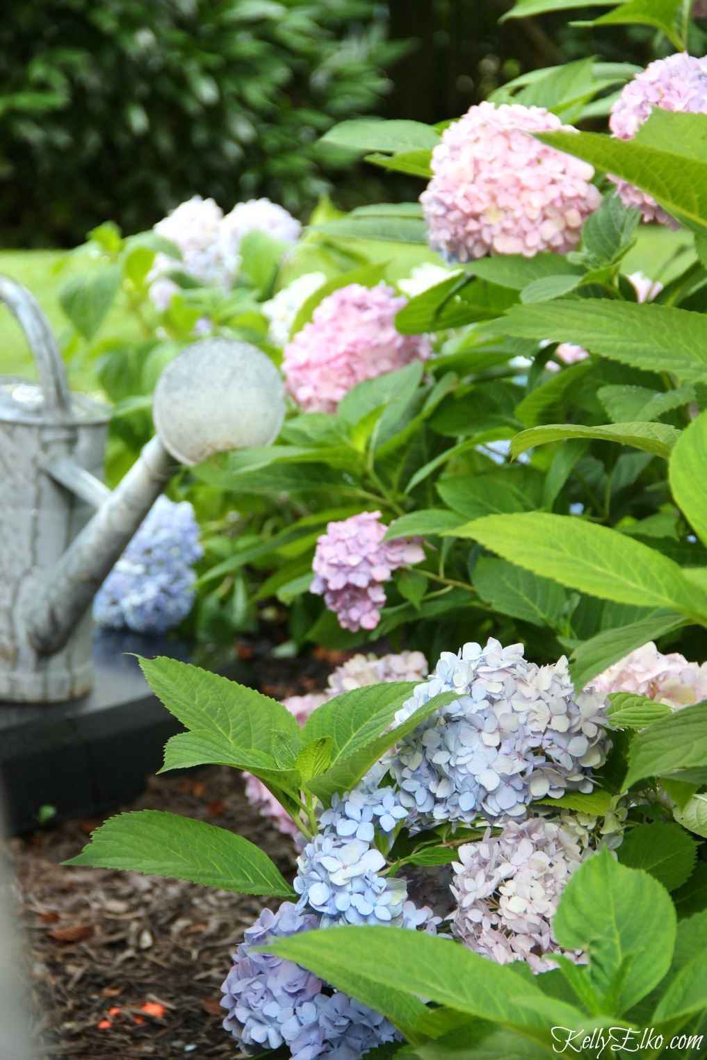 Pink and blue Endless Summer Hydrangeas kellyelko.com