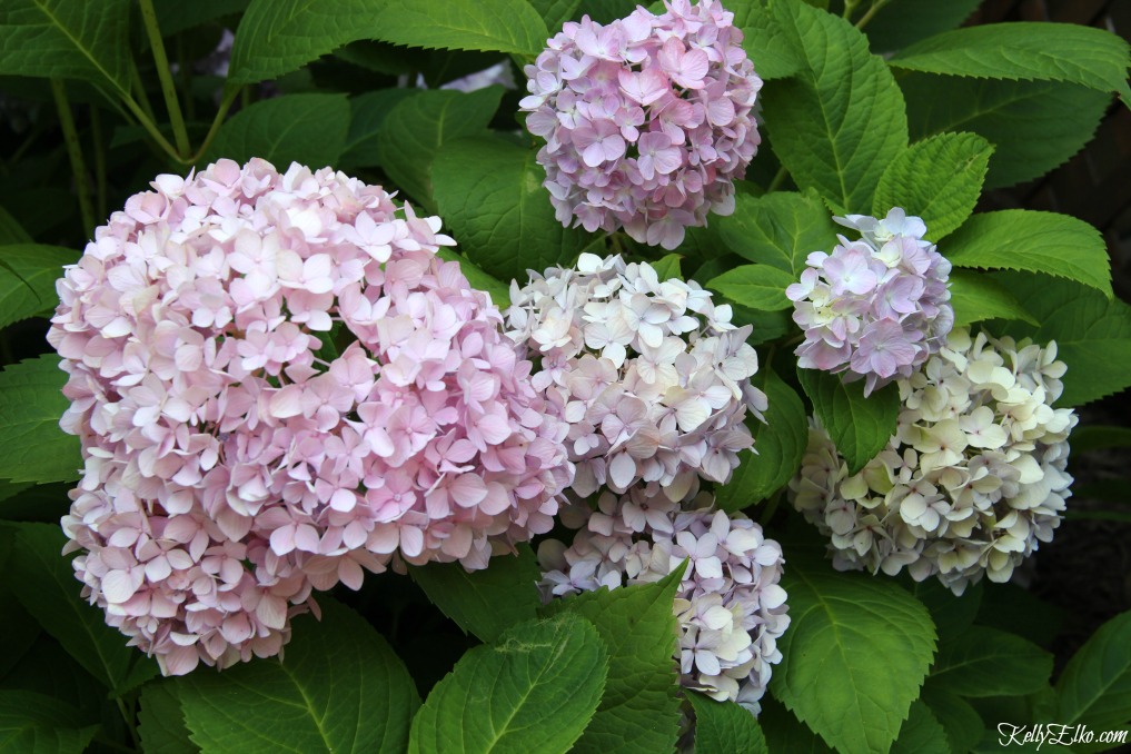 Hydrangea planting tips kellyelko.com