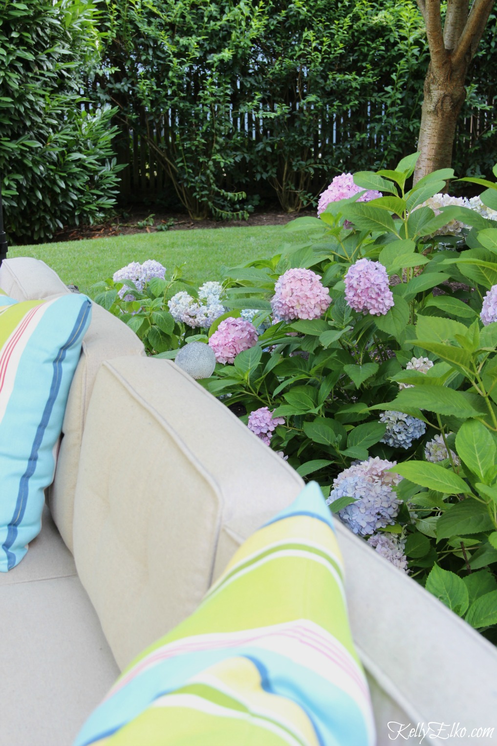 Love this hedge of hydrangeas around the patio kellyelko.com