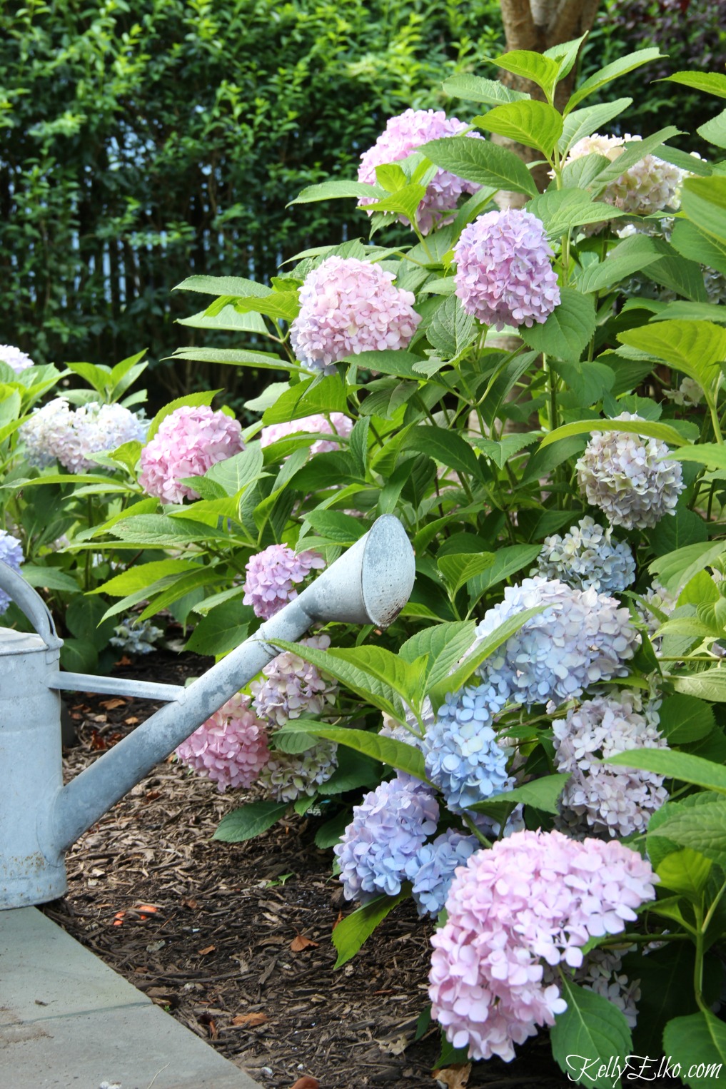 Endless Summer Hydrangea Hedge - great tips on where to plant and how much to water kellyelko.com