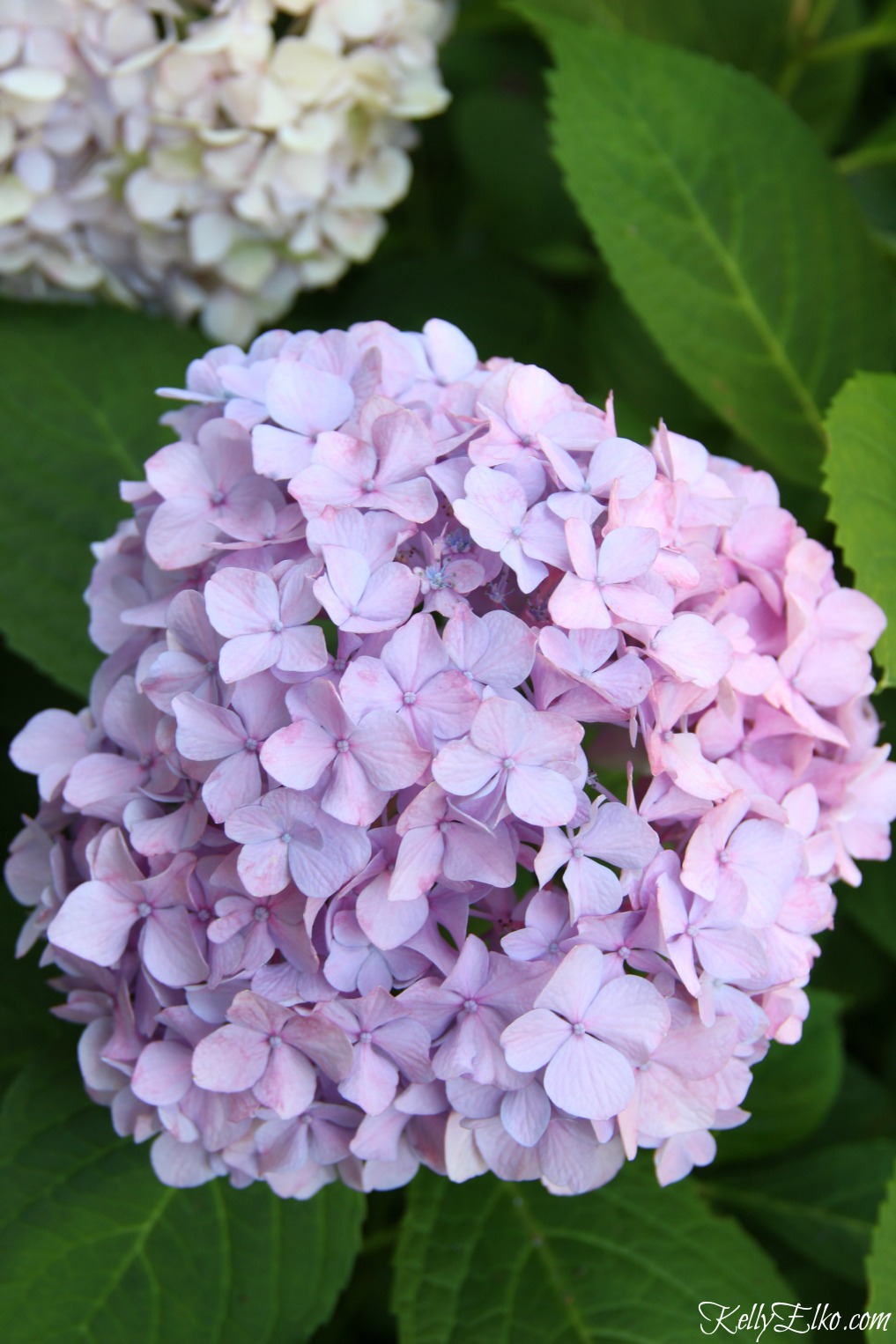 Pink hydrangea bloom kellyelko.com